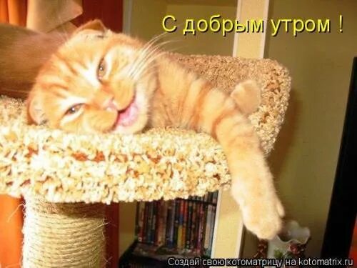 Картинки котиков с добрым утром прикольные The case of the cut cake