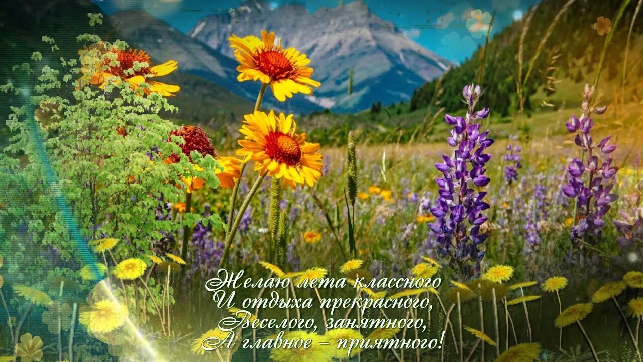 Картинки красивого лета с пожеланиями Мой июньский, летний лес! - Всем учителям