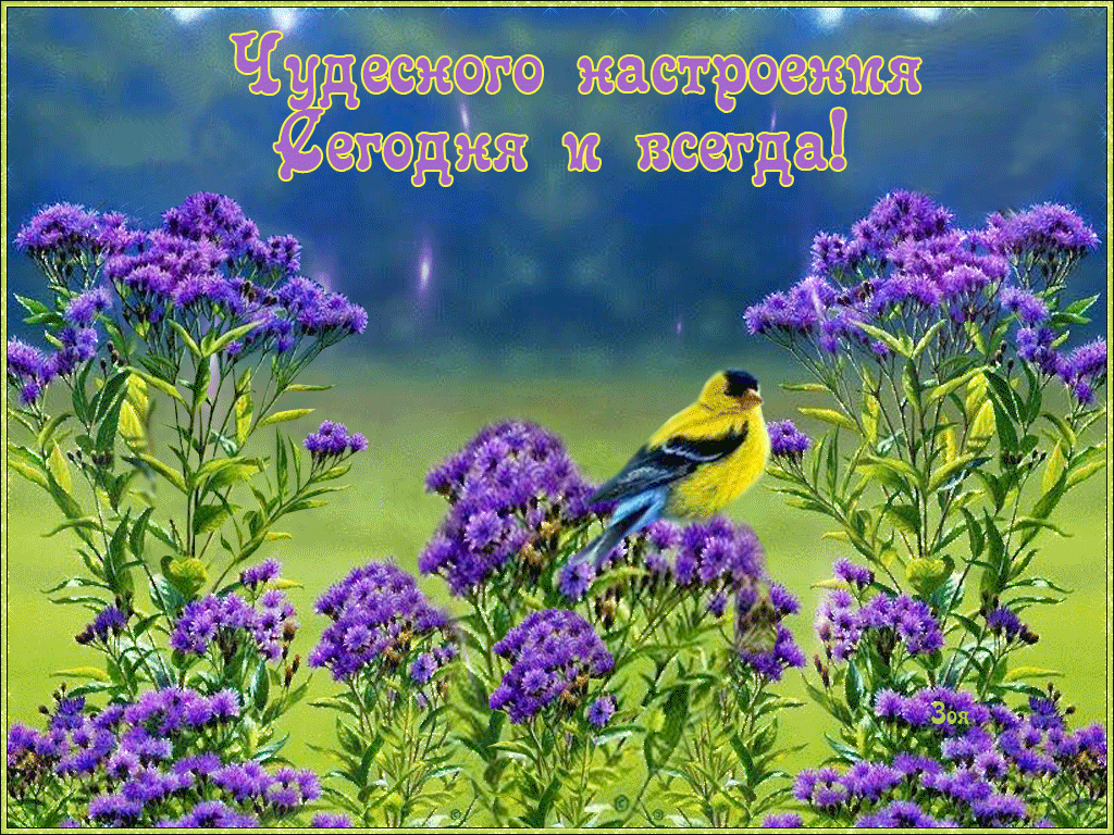Картинки красивой природы с добрыми пожеланиями Csoda-hangulat Poster, Good morning, Fish pet