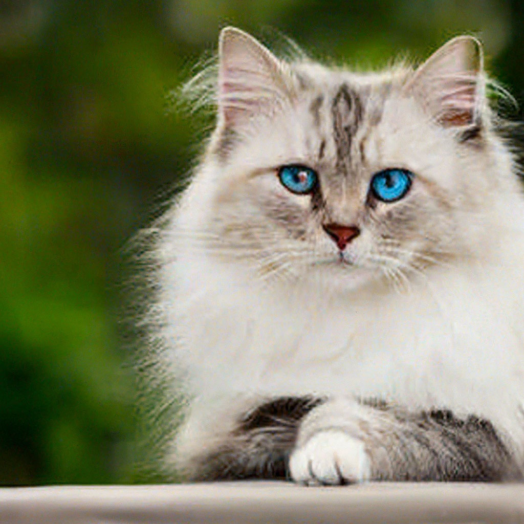 Картинки красивые котики фото "The cat has fluffy paws and beautiful." - image created in Shedevrum