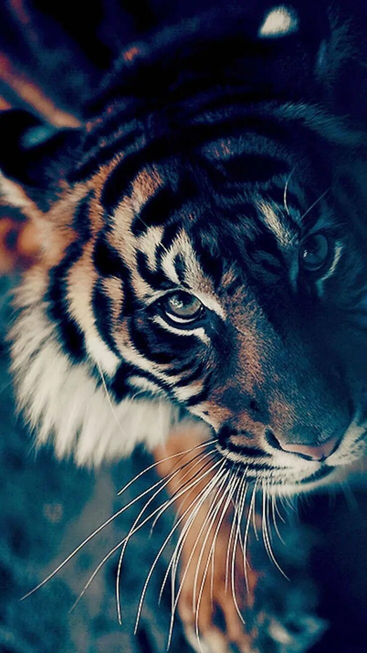 Картинки красивые на заставку животные Pin by ♔ A L I C I A ♔ on ∞ ωαllραρєяѕ ∞ Tiger wallpaper, Animal wallpaper, Anim