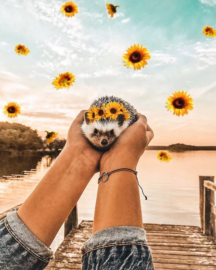 Картинки красивые позитивные красивая жизнь Mr. Pokee: el erizo feliz que conquistó a Instagram Animales salvajes bonitos, E