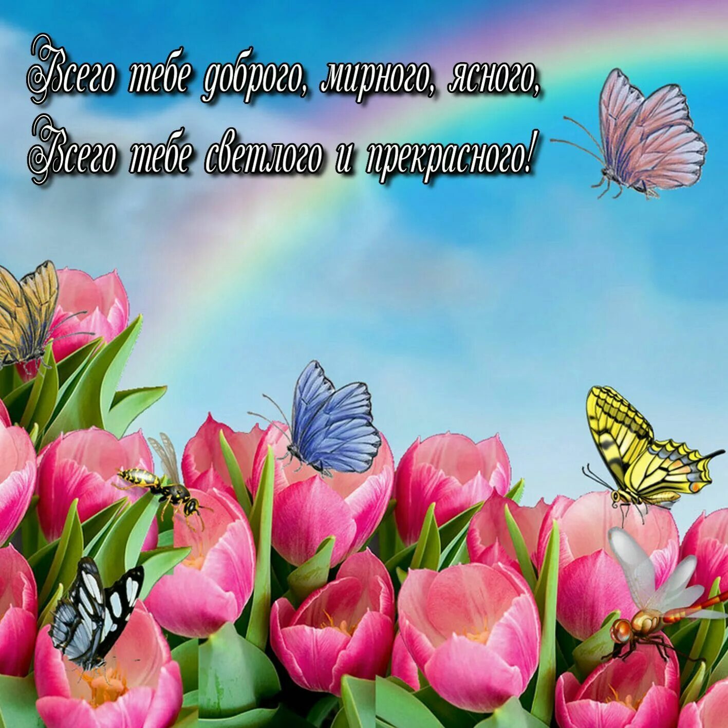 Картинки красивые природа цветы с пожеланиями Пин на доске Пожелания... С днем рождения, Картинки, Праздник