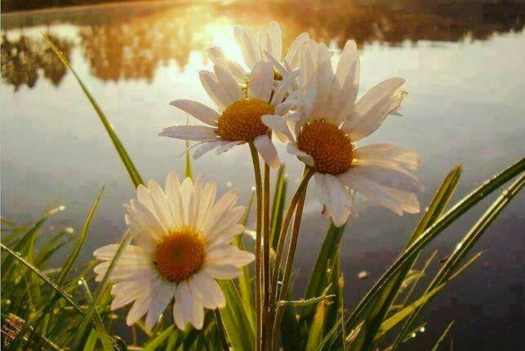 Картинки красивые природа цветы с пожеланиями Pin by Gulizar Anwar on الزي الكردي الجميل Flowers, Beautiful flowers, Daisy lov