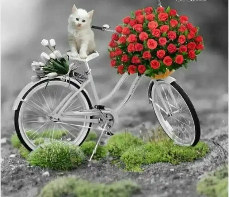 Картинки красивые разные необычные с пожеланиями Pin on cicák Good morning, Good morning images, Morning greeting