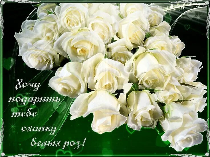 Картинки красивые с пожеланиями белые розы Все эти розы только для тебя! - Бесплатные поздравления Beautiful roses, Flowers