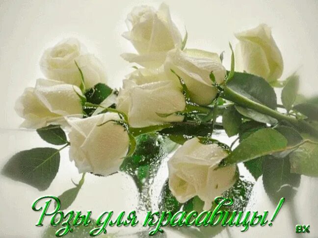 Картинки красивые с пожеланиями белые розы Зоя Касаткина - Ларина OK.RU