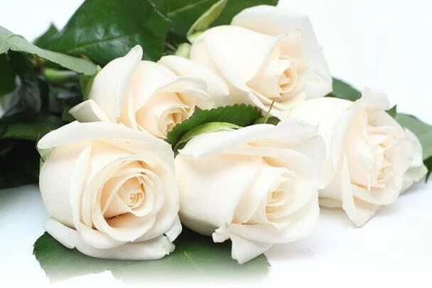 Картинки красивые с пожеланиями белые розы Людмила Грачёва Rose, Rose color, Yellow roses
