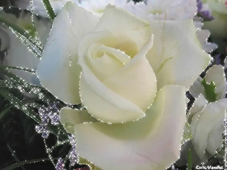 Картинки красивые с пожеланиями белые розы ROSE BLANCHE SCINTILLANTE Natur