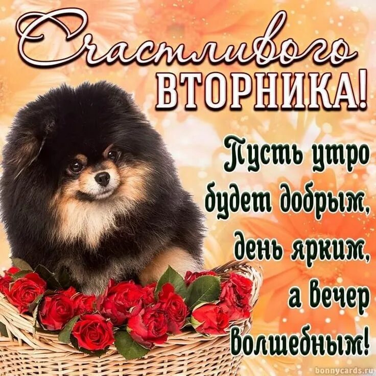 Картинки красивые с пожеланиями прекрасного вторника Пин от пользователя Воерар Voerar на доске мемы в 2023 г Мемы, Доброе утро, Карт