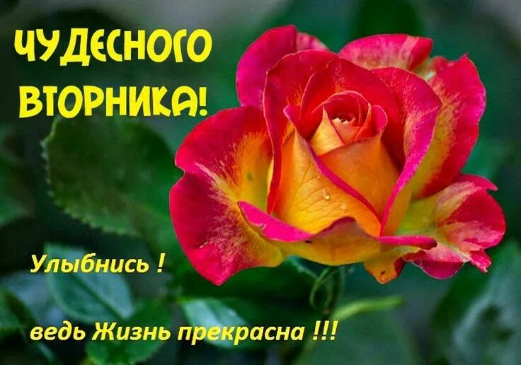 Картинки красивые с пожеланиями прекрасного вторника Пин от пользователя Римма на доске ДНИ НЕДЕЛИ Открытки, Доброе утро, Цветы