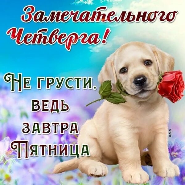 Картинки красивые с пожеланиями прекрасным четвергом Pin on доброе утро Cat memes, Funny pictures, Memes