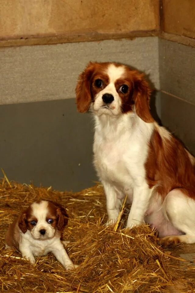 Кинг чарльз спаниель 4 месяца фото CAVALIER KING CHARLES
