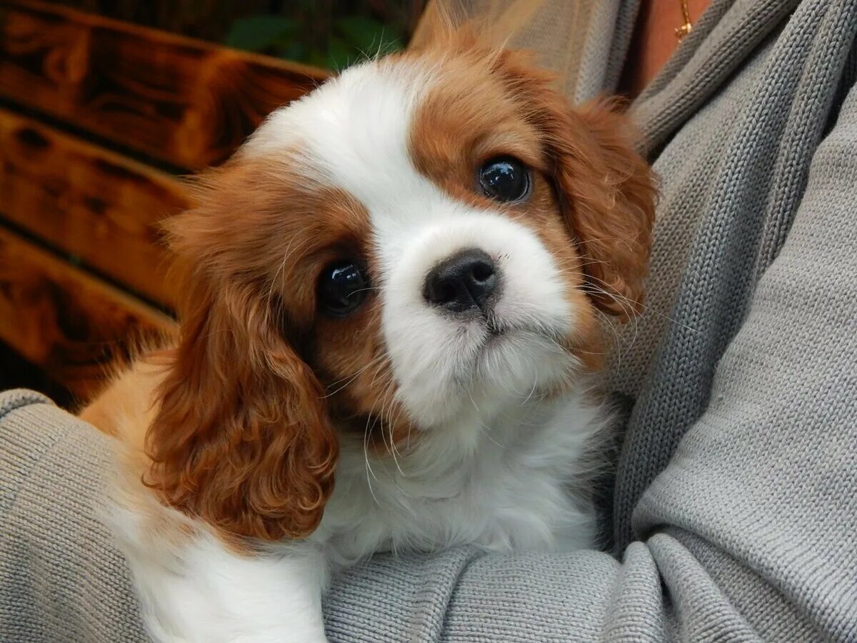 Кинг чарльз спаниель 4 месяца фото ТОП декоративных собак Petshop Journal Дзен