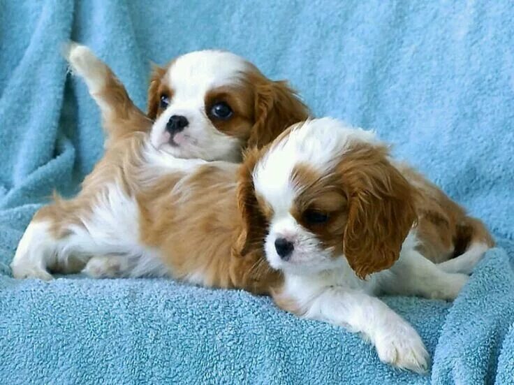 Кинг чарльз спаниель 4 месяца фото Pin by Chris Ulrich on ♠ Puppy Love ♠ Cavalier king charles dog, King charles pu