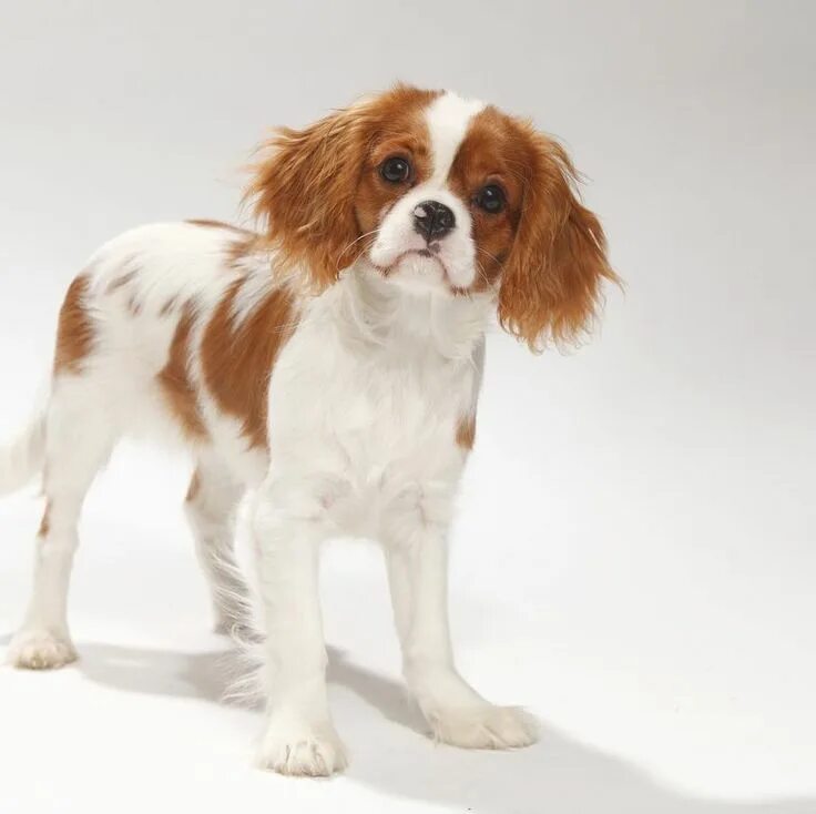 Кинг чарльз спаниель 4 месяца фото 43 Adorable Small Dog Breeds That Will Fit Right in With Your Family Dog breeds,