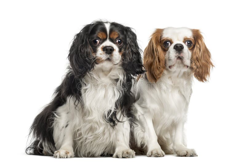 Кинг чарльз спаниель 4 месяца фото Two Cavalier King Charles Spaniels, Sitting Together Stock Photo - Image of dogs