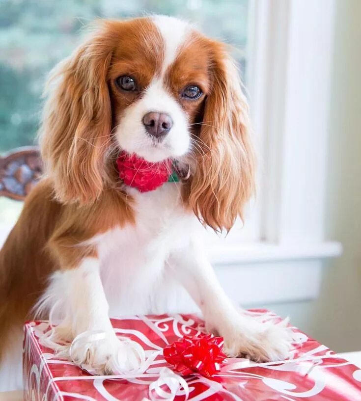 Кинг чарльз спаниель фото щенки Penny (Cavalier King Charles) on Instagram: "Helping with the Last minute wra. K