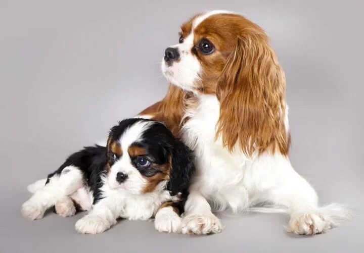 Кинг чарльз спаниель фото цена щенка Cavalier King Charles Spaniel