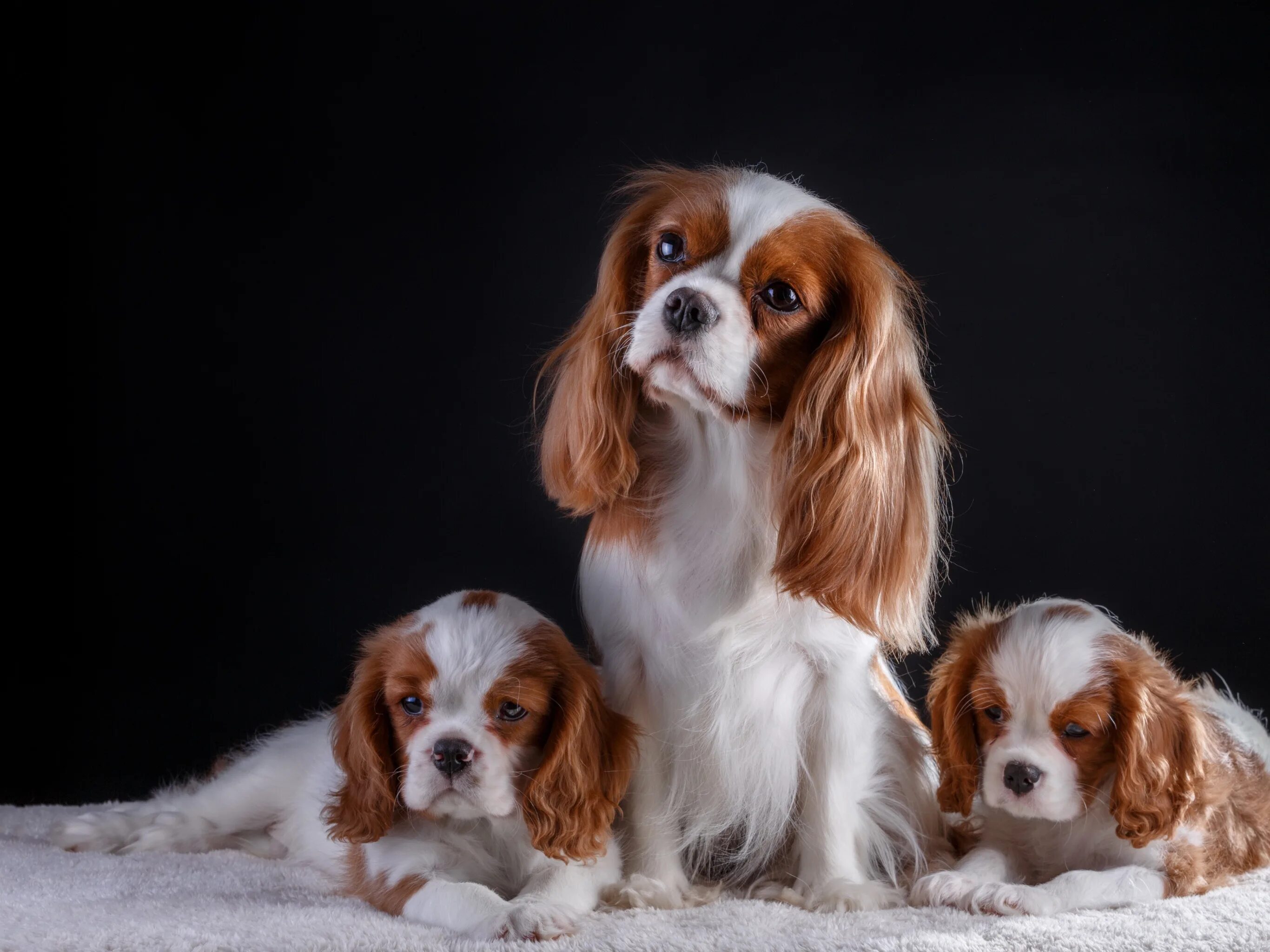 Кинг чарльз спаниель фото цена щенка Download wallpaper puppies, trio, the cavalier king Charles Spaniel, section dog