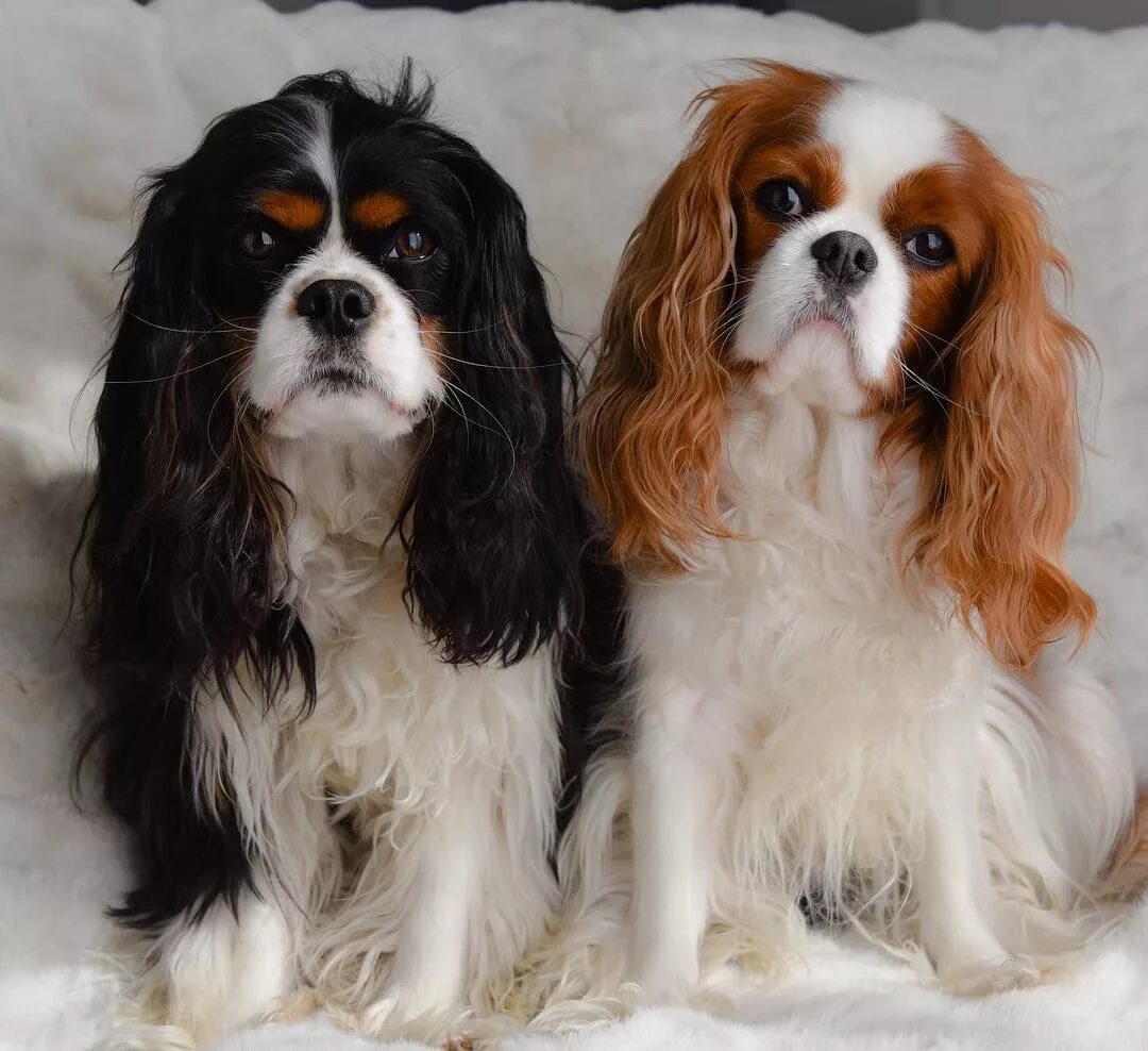 Кинг чарльз спаниель фото взрослой собаки London and Kingsley ❤ Honden, Hondjes