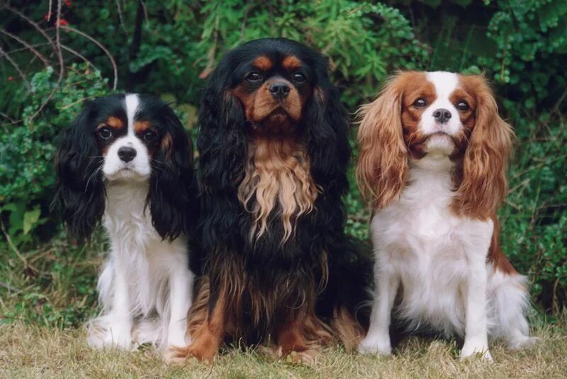 Кинг чарльз спаниель фото взрослой собаки 3 black and tan,trico and Blenheim 3 Animali