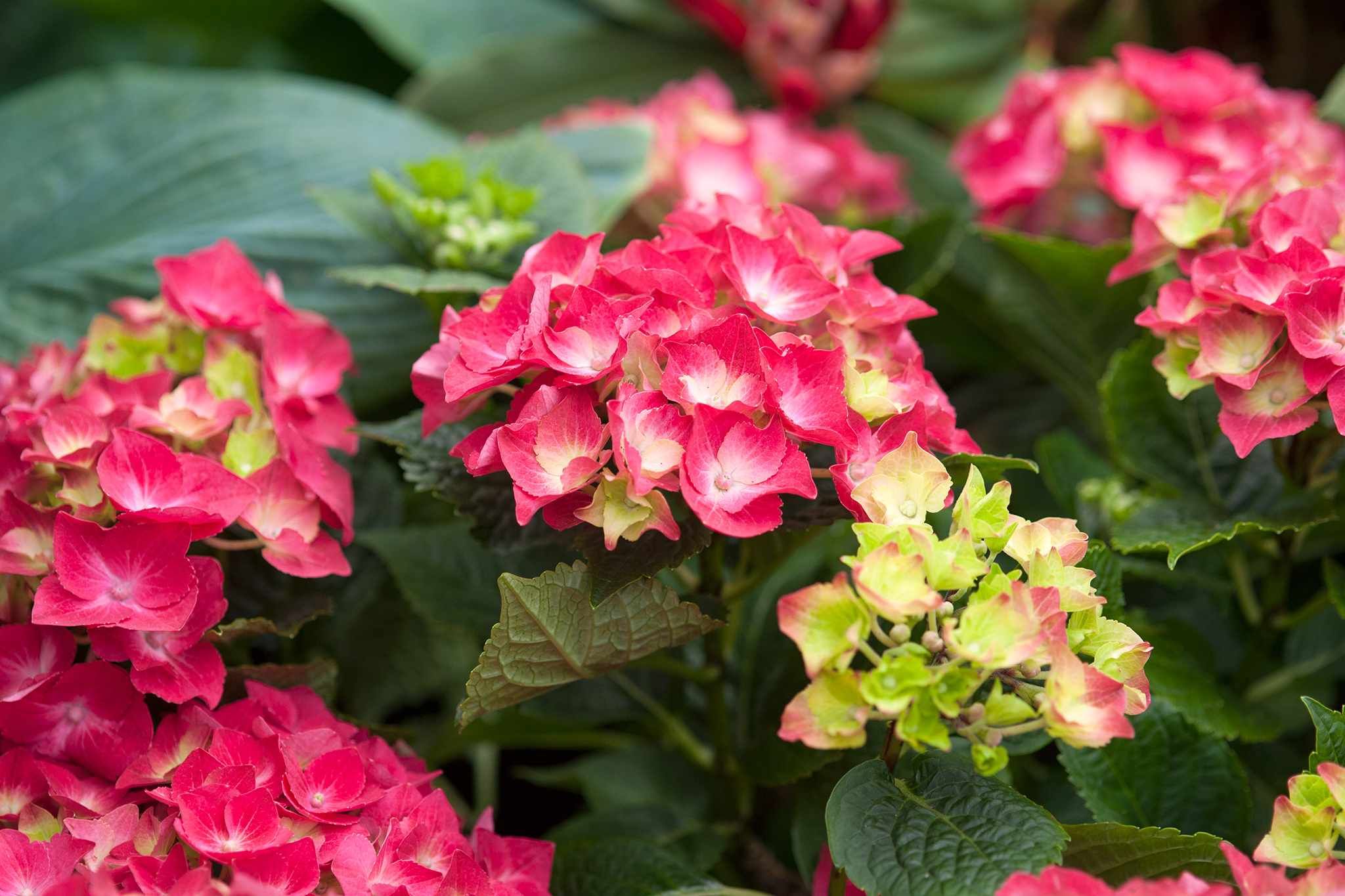 Кинг георг гортензия описание и фото Hydrangea macrophylla 'King George' Hydrangea, Hydrangea macrophylla, Macrophyll