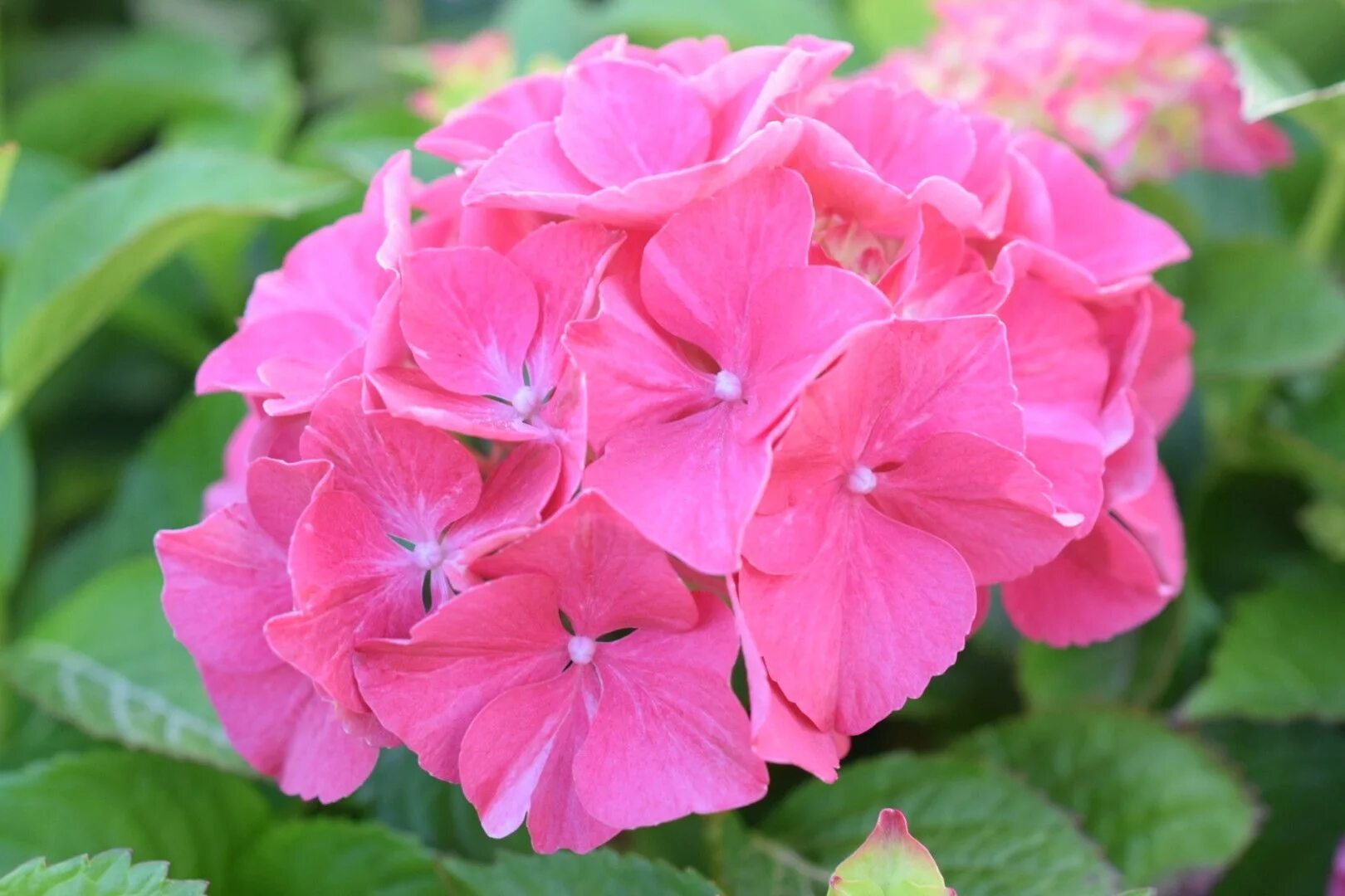 Кинг георг гортензия описание и фото Hydrangea macr. King George V Bloemkleuren, Hortensia, Bloemen