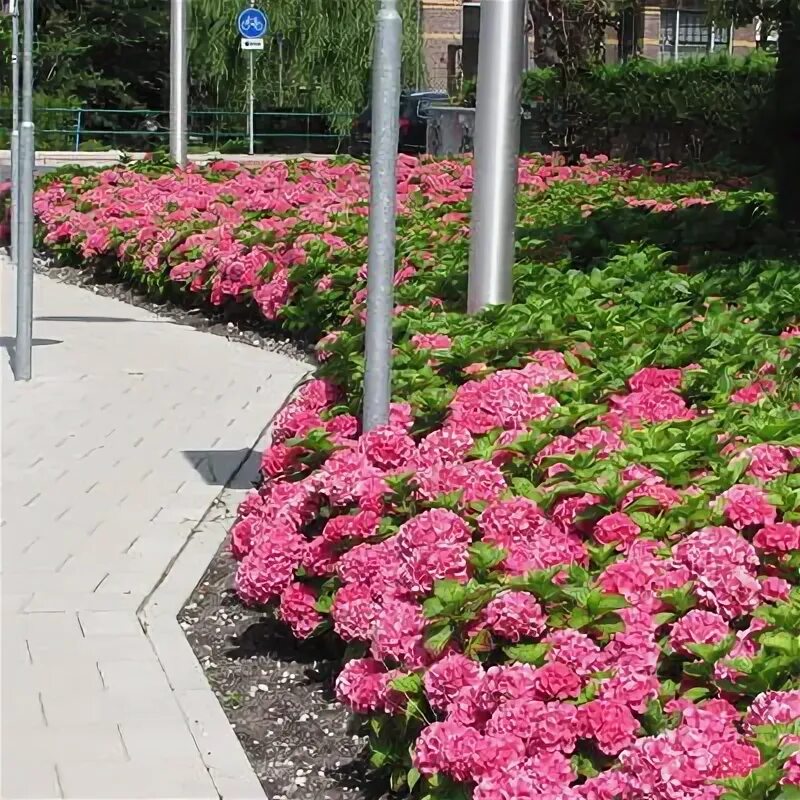 Кинг георг гортензия описание и фото Boerenhortensia, Bolhortensia - Hydrangea macrophylla 'King George V'