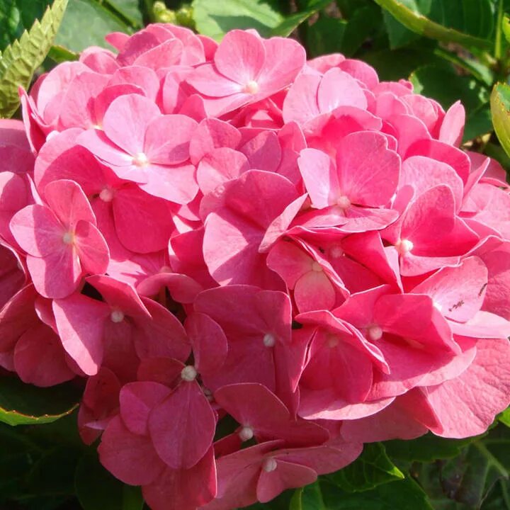 Кинг георг гортензия описание и фото Hydrangea M. King George V - Summer Flowering Shrub - Flowering Shrubs - Trees S