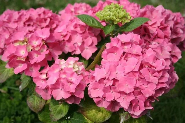 Кинг георг гортензия описание и фото Hydrangea macrophylla 'King George'