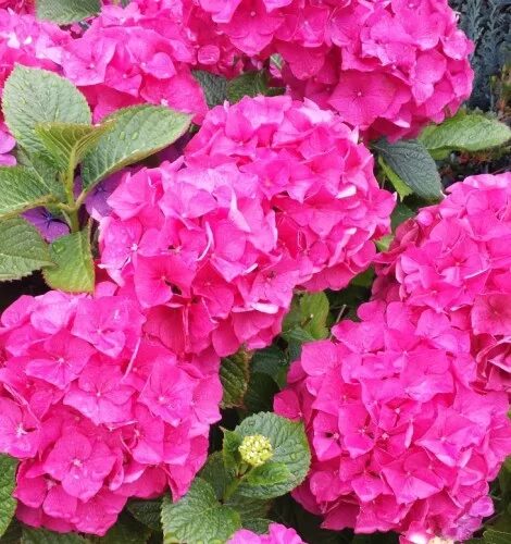 Кинг георг гортензия описание и фото Hydrangea macrophylla 'King George' Farmyard Nurseries