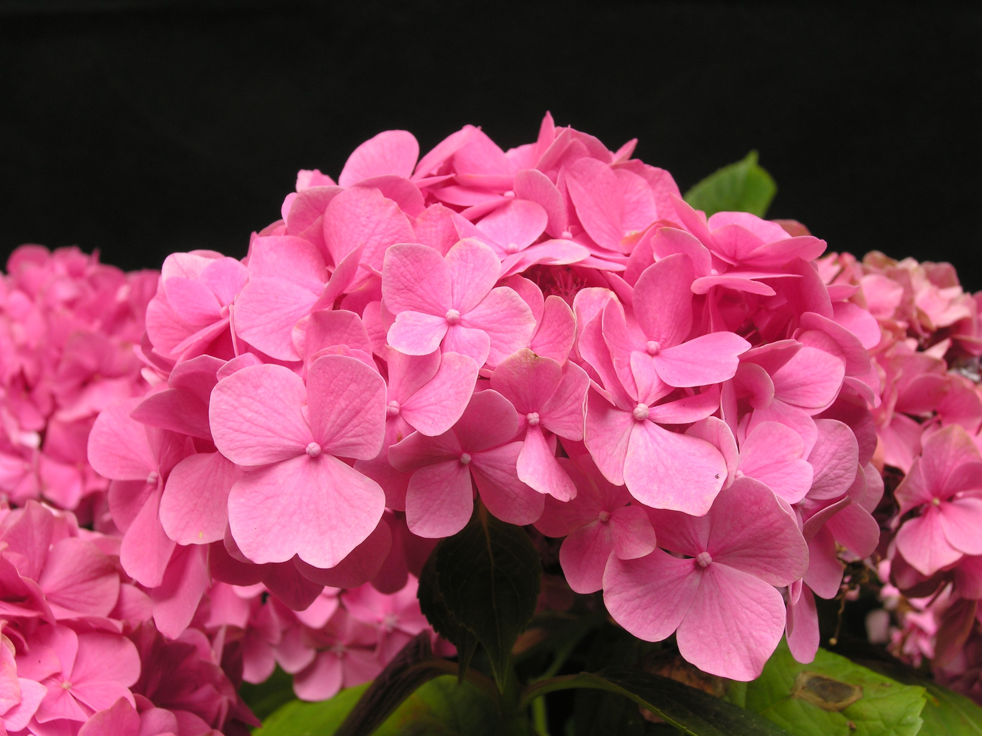 Кинг георг гортензия описание и фото Hydrangea macrophylla 'King George'. Mophead, cherry pink to blue depending on s