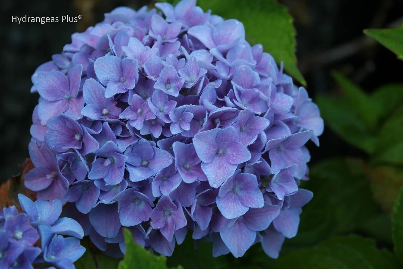 Кинг георг гортензия описание и фото Garden Baudirector Kuhnert Hydrangea macrophylla, Hydrangea, Growing hydrangeas