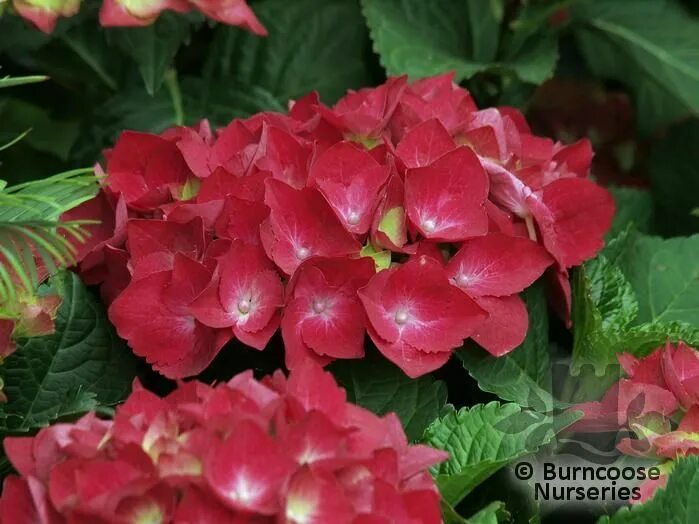 Кинг георг гортензия описание и фото HYDRANGEA 'King George' Hydrangea, Garden plants, Flowers