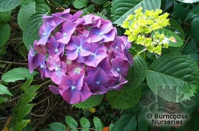 Кинг георг гортензия описание и фото Hydrangea 'King George' from Burncoose Nurseries