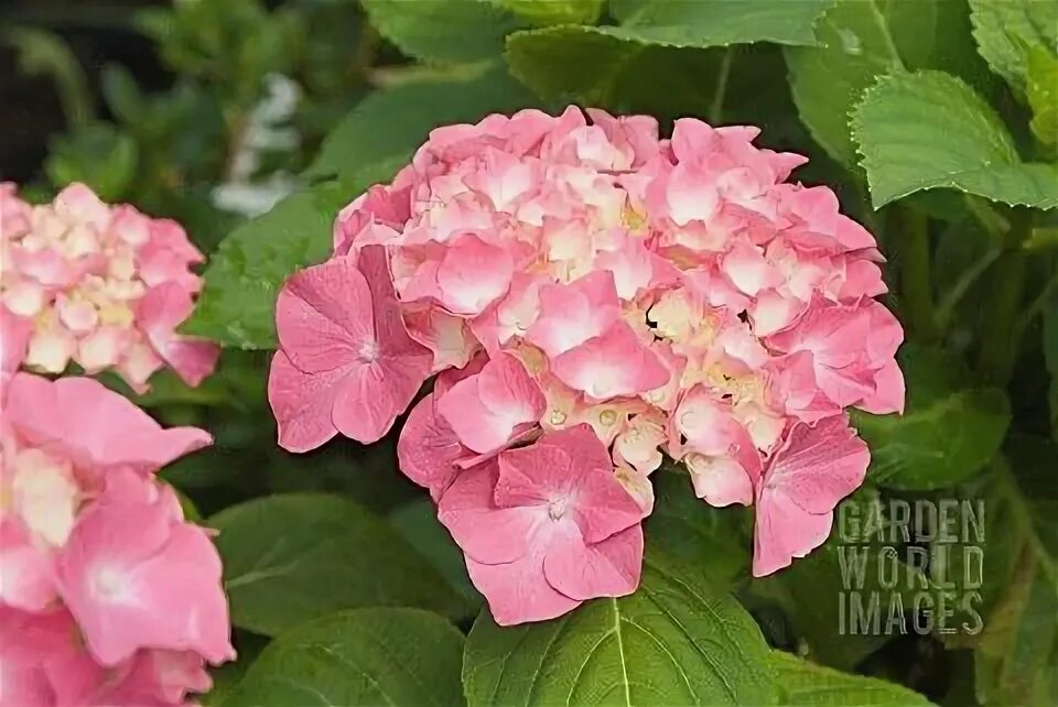 Кинг георг гортензия описание и фото HYDRANGEA_MACROPHYLLA_KING_GEORGE Hydrangea macrophylla, Macrophylla, Hydrangea