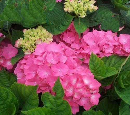 Кинг георг гортензия описание и фото Гортензия кинг георг Buket-msk.ru