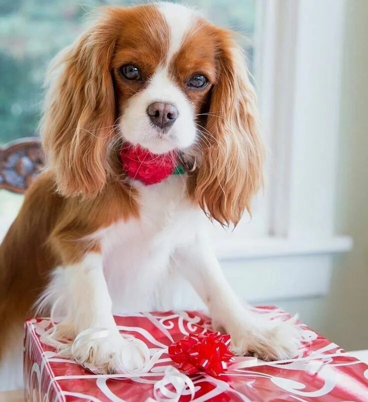 Кинг спаниель фото щенки Pin by Traci McNamee on Cavaliers King charles dog, Cavalier king charles spanie
