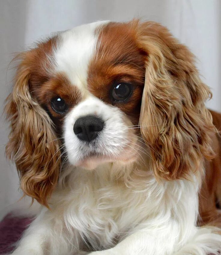 Кинг спаниель фото взрослых собак BlackFire Cavaliers Cavalier king charles dog, Cavalier king charles spaniel tri