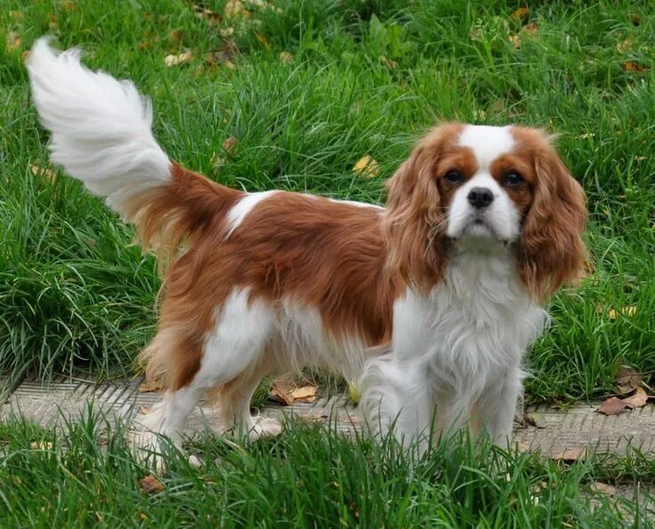 Кинг спаниель фото взрослых собак King charles cavalier spaniel puppy, Cavalier king charles dog, Cavalier king ch