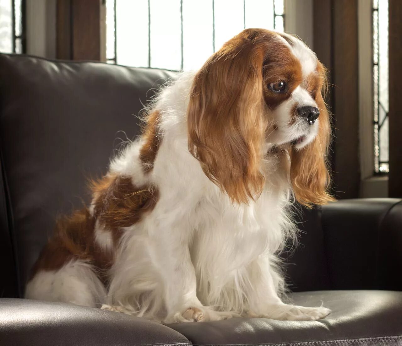 Кинг спаниель фото взрослых собак Cavalier King Charles Spaniel - My Dog Breeders - Part 142