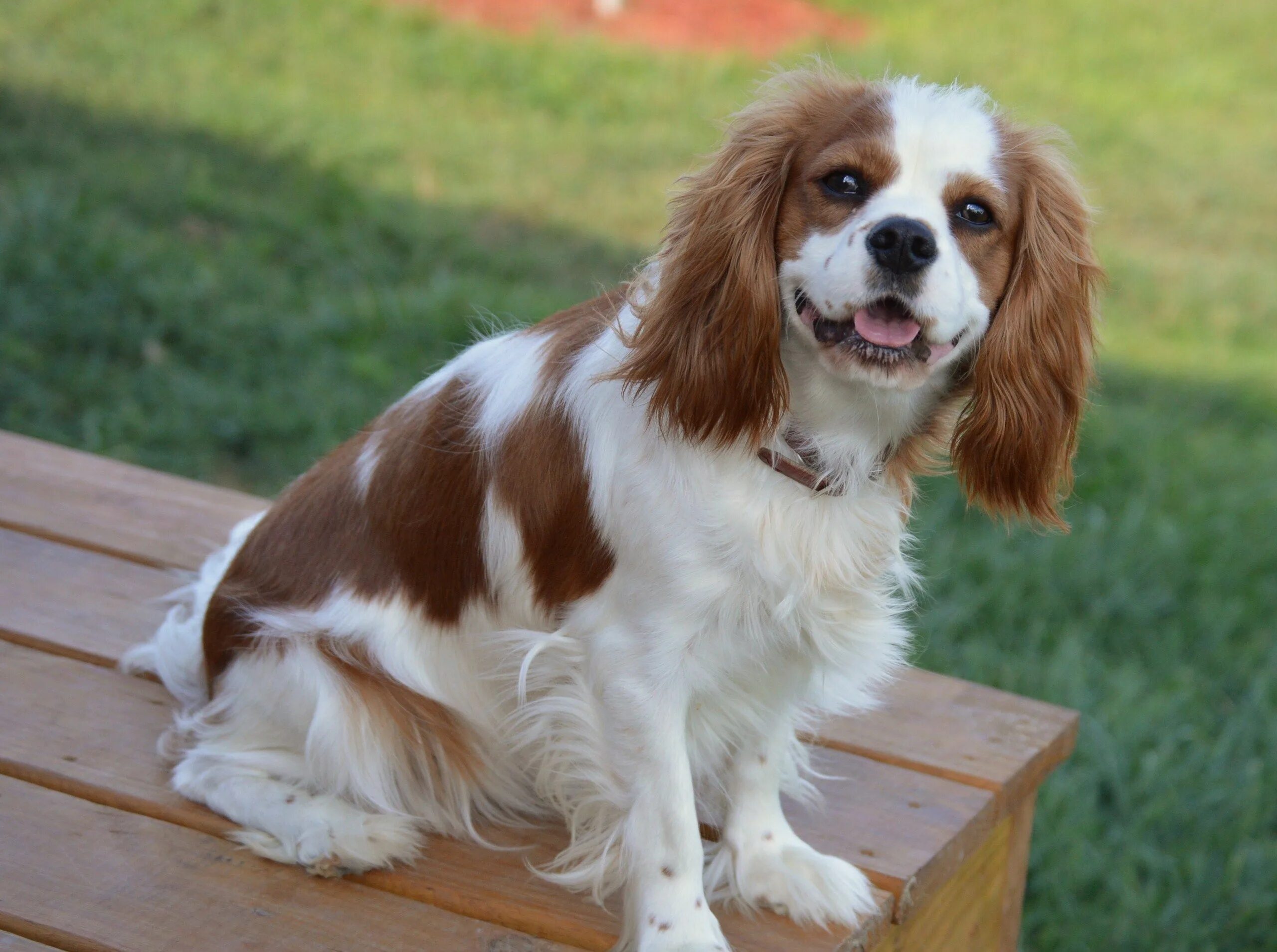 Кинг спаниель фото взрослых собак What you looking at ? #puppies #puppiesforsale #kingcharlescavalierspaniel #cava
