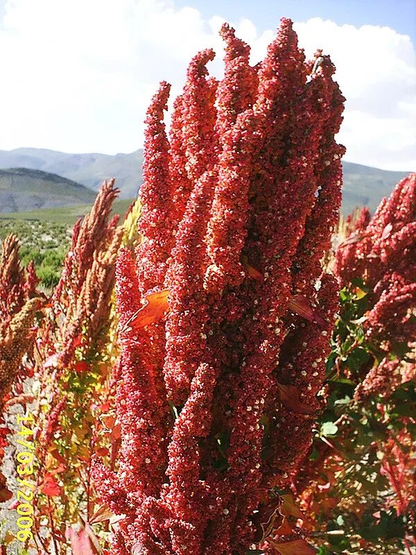 Киноа семена какого растения фото Киноа красная (Quinoa Red)