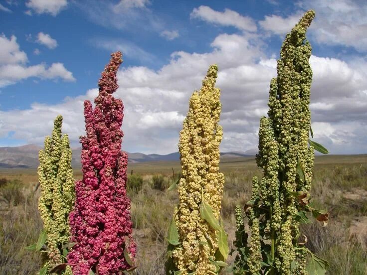 Киноа семена какого растения фото Quinoa Mother Food Is Full of Health Benefits, Delicious and Nutritious Plants, 