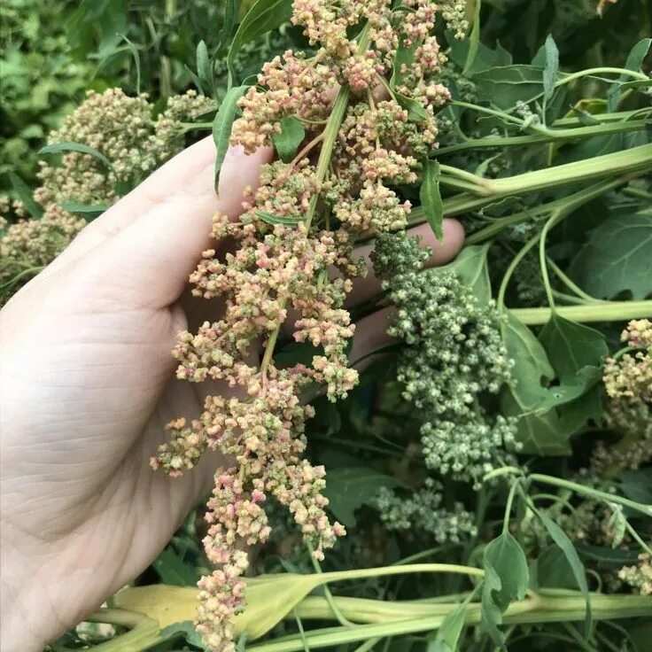 Киноа семена какого растения фото How to Grow Quinoa * Bee and Basil Growing quinoa, Produce gardening, Quinoa