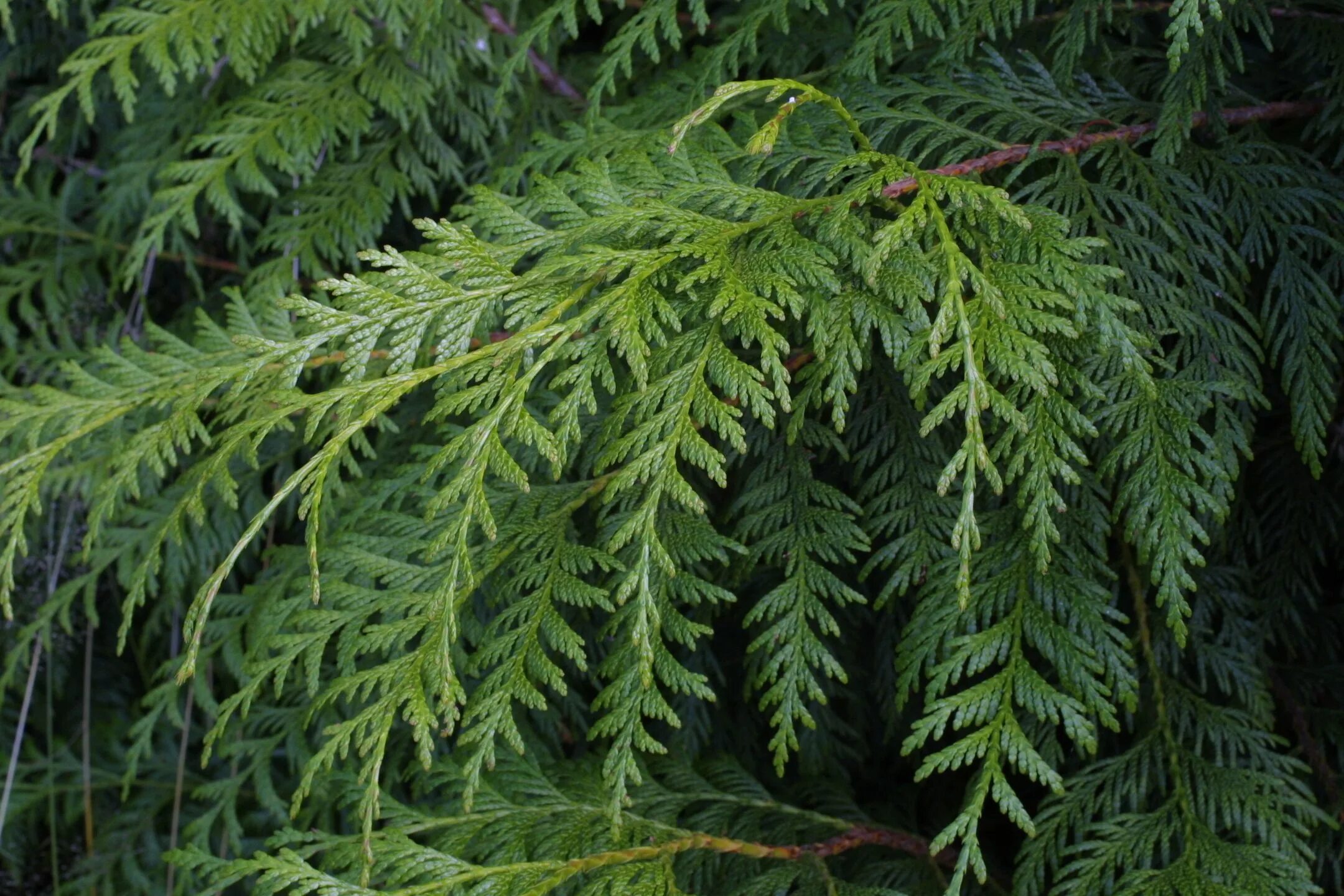 Кипарис листья фото Thuja plicata, Cedar essential oil, Western red cedar