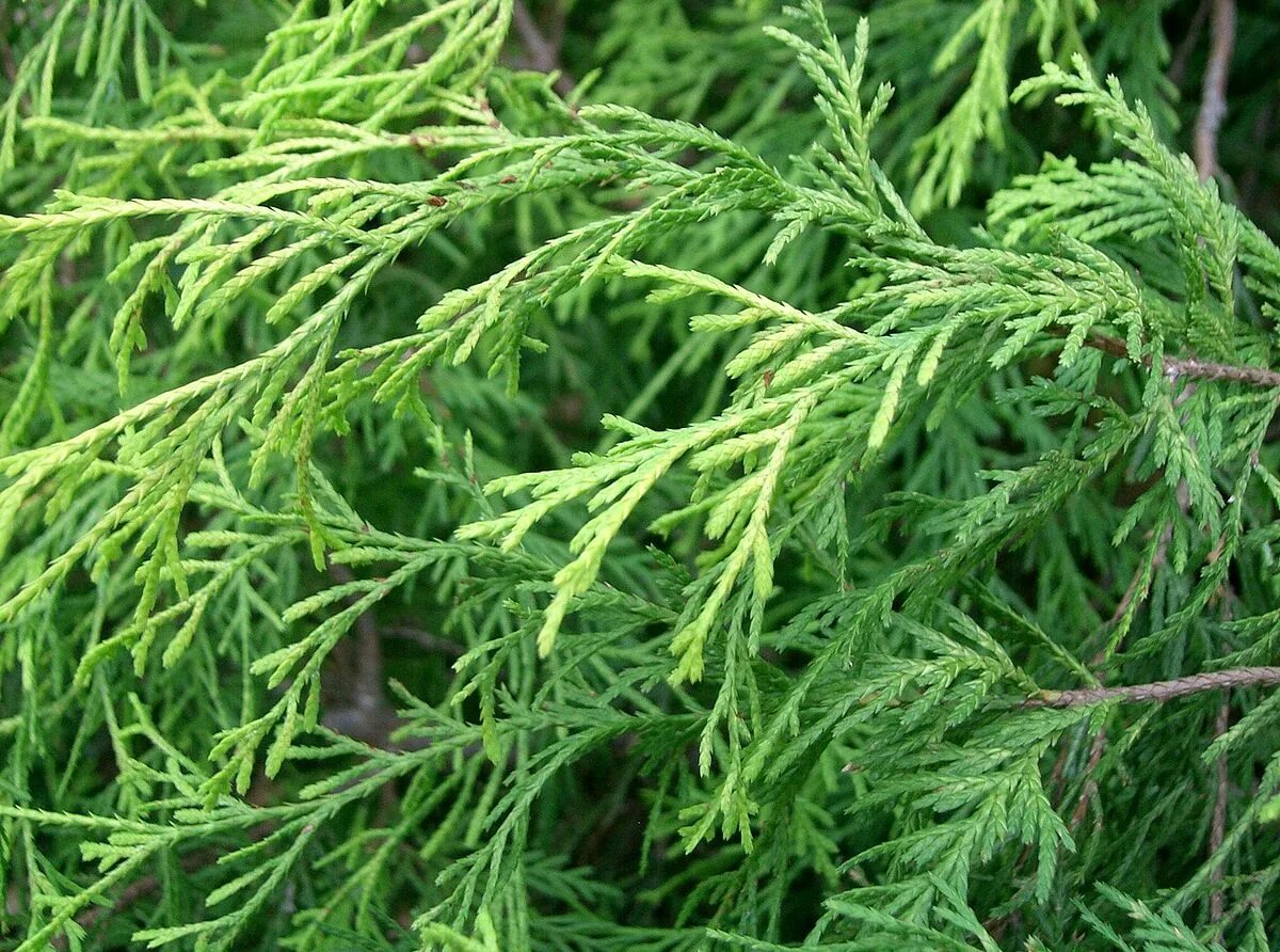 Кипарис листья фото Файл:Chamaecyparis pisifera cv Filifera Aurea1.jpg - Википедия