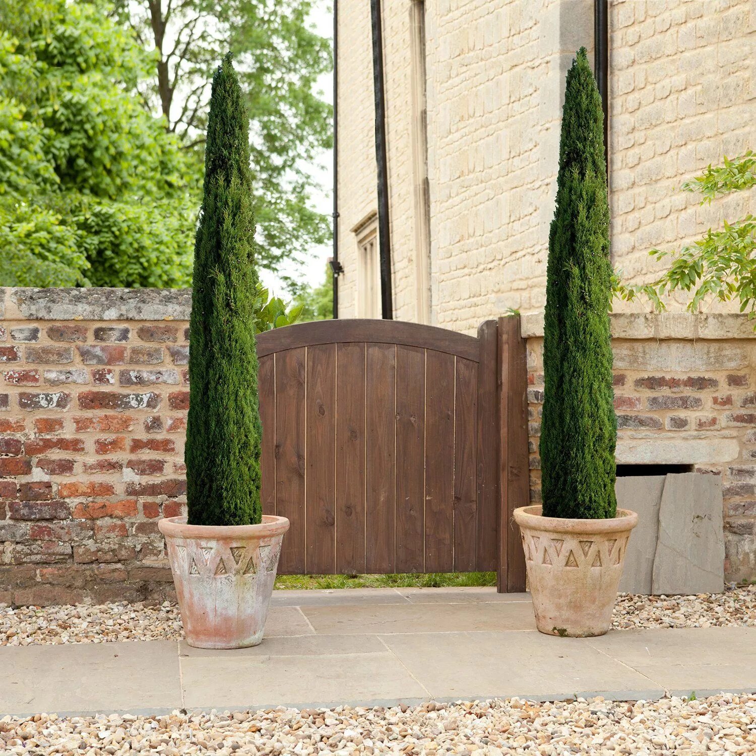 Кипарис ул 25 сентября 16 фото Pair of Italian Cypress Trees 1.2 -1.4m tall potted plants: Amazon.co.uk: Garden