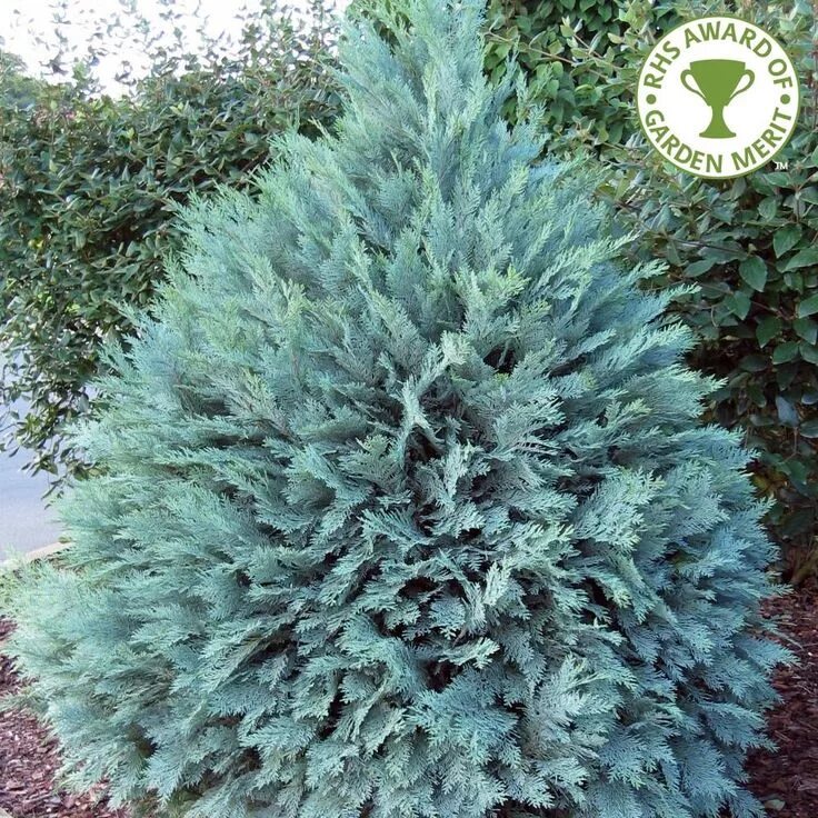 Кипарисовик блю планет описание и фото Chamaecyparis lawsoniana 'Pembury Blue' Tree Conifers garden, Blue spruce tree, 